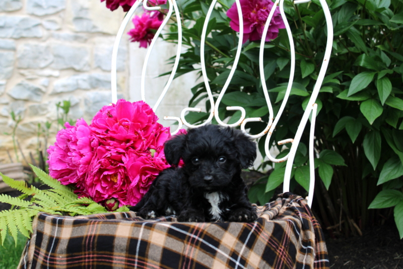 puppy, for, sale, Mini Bernedoodle, Matthew B. Stoltzfus, dog, breeder, Gap, PA, dog-breeder, puppy-for-sale, forsale, nearby, find, puppyfind, locator, puppylocator, aca